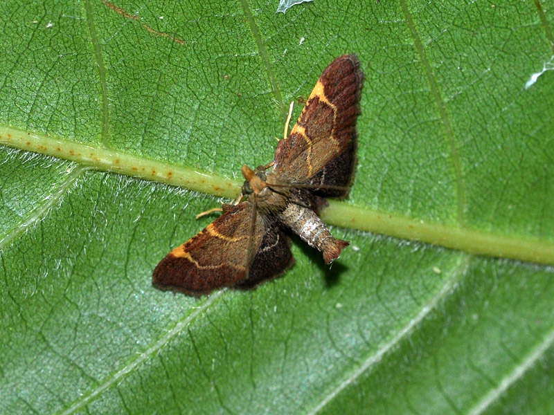 Hypsopygia costalis o H. glaucinalis? H. rubidalis